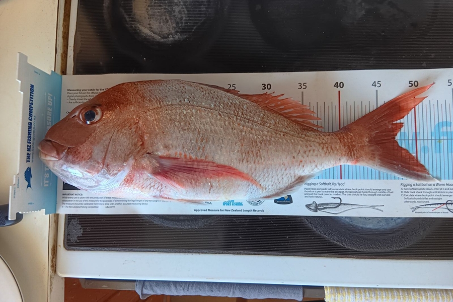 Simon Adamson caught this 47cm Snapper at Auckland during The OBC Fishing Competition